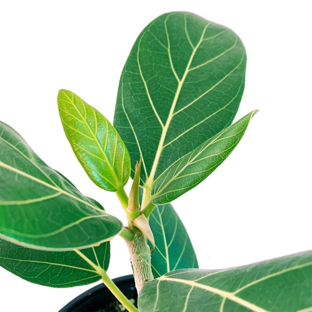 Ficus benghalensis 'Audrey' – Secret Garden Plant Shop
