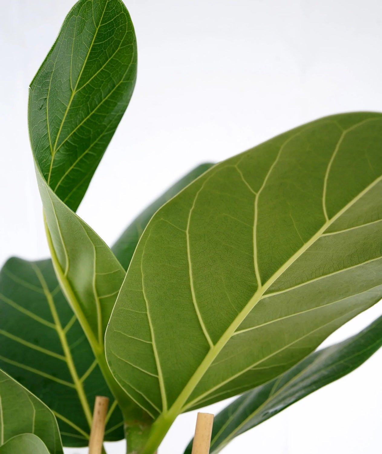 ficus audrey entretien Ficus Audrey (Ficus benghalensis) – Secret Garden Plant Shop