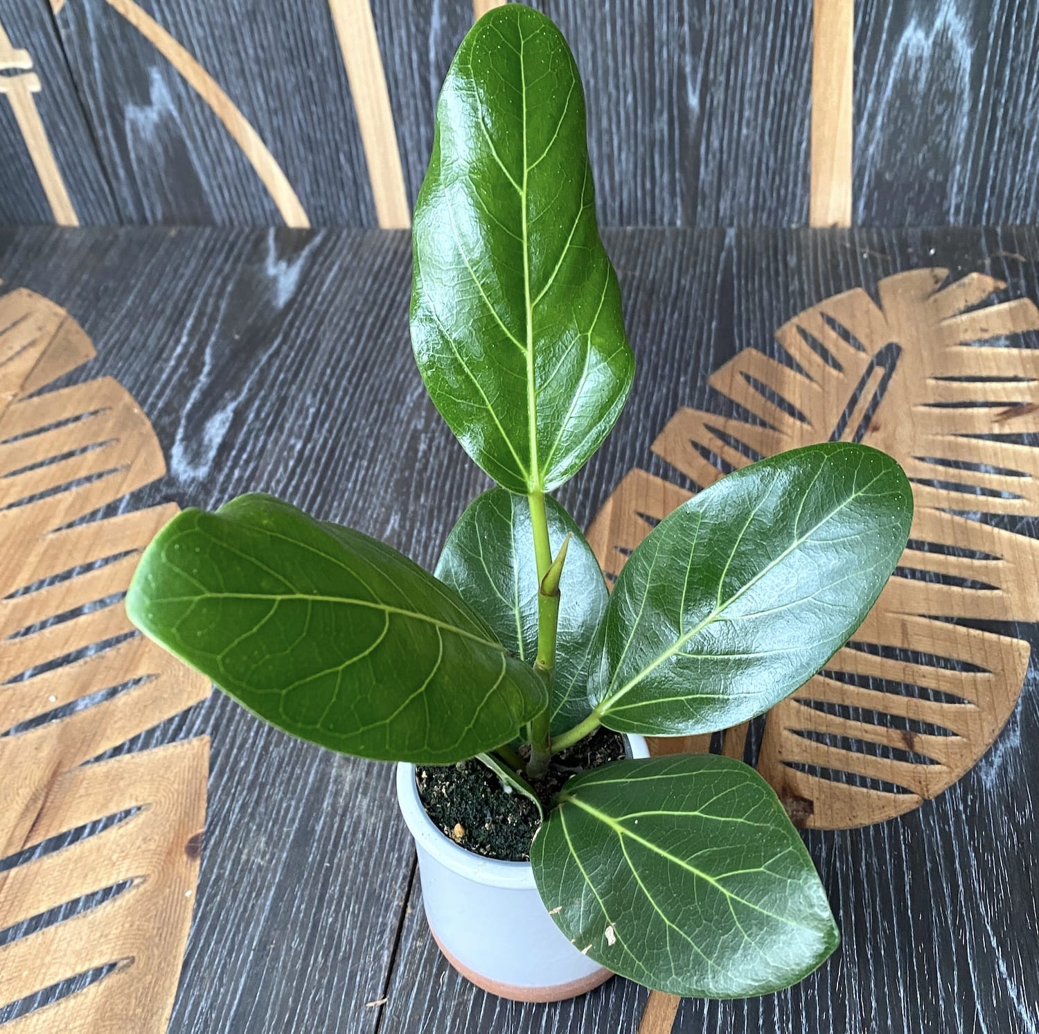 Ficus Audrey (Ficus benghalensis, Banyan fig) *babyplant