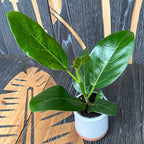 Ficus Audrey (Ficus benghalensis, figuier banyan) *jeune plante