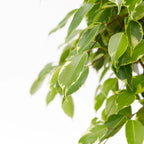 Ficus benjamina 'Golden King' (flätad stam) H130cm