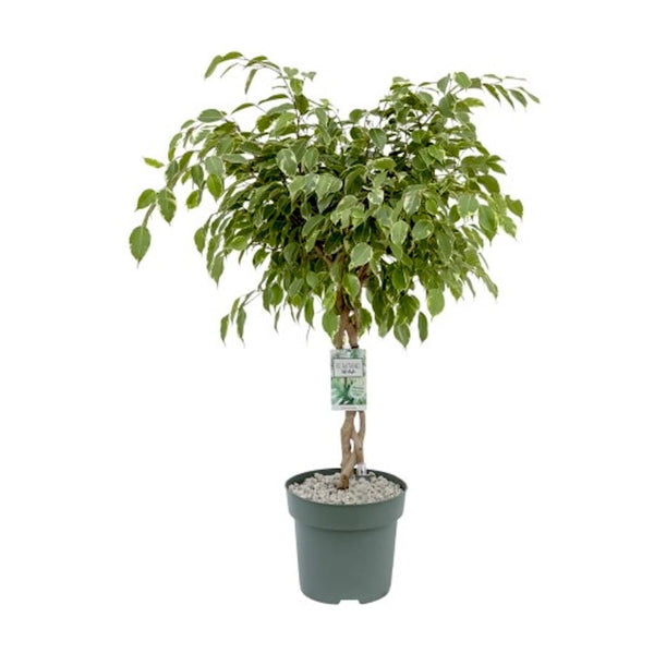 Ficus benjamina 'Golden King' (geflochtener Stamm) H130cm