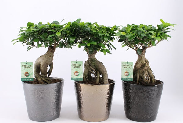 Bonsai Ficus Microcarpa Ginseng 50 cm - der Baum des Lebens