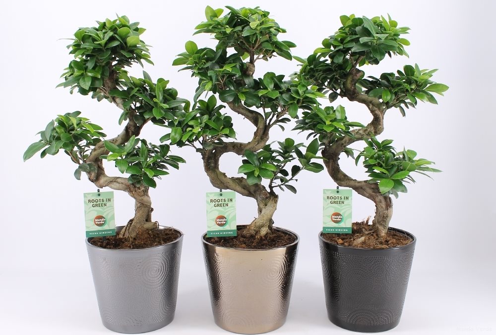 Bonsai Ginseng - forma S H60 cm
