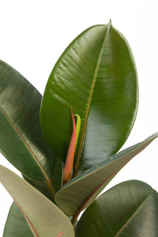 Ficus Elastica Robusta (green leaf) (Rubber Plant 'Robusta')