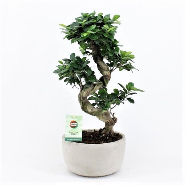 Bonsai Ginseng in S shape H60 cm (with cement decorative pot)