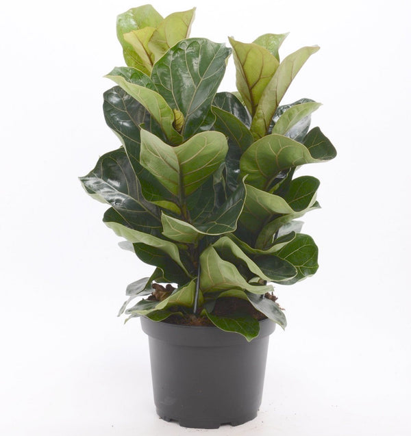 Ficus lyrata 'Bambino' (3 plants/pot)