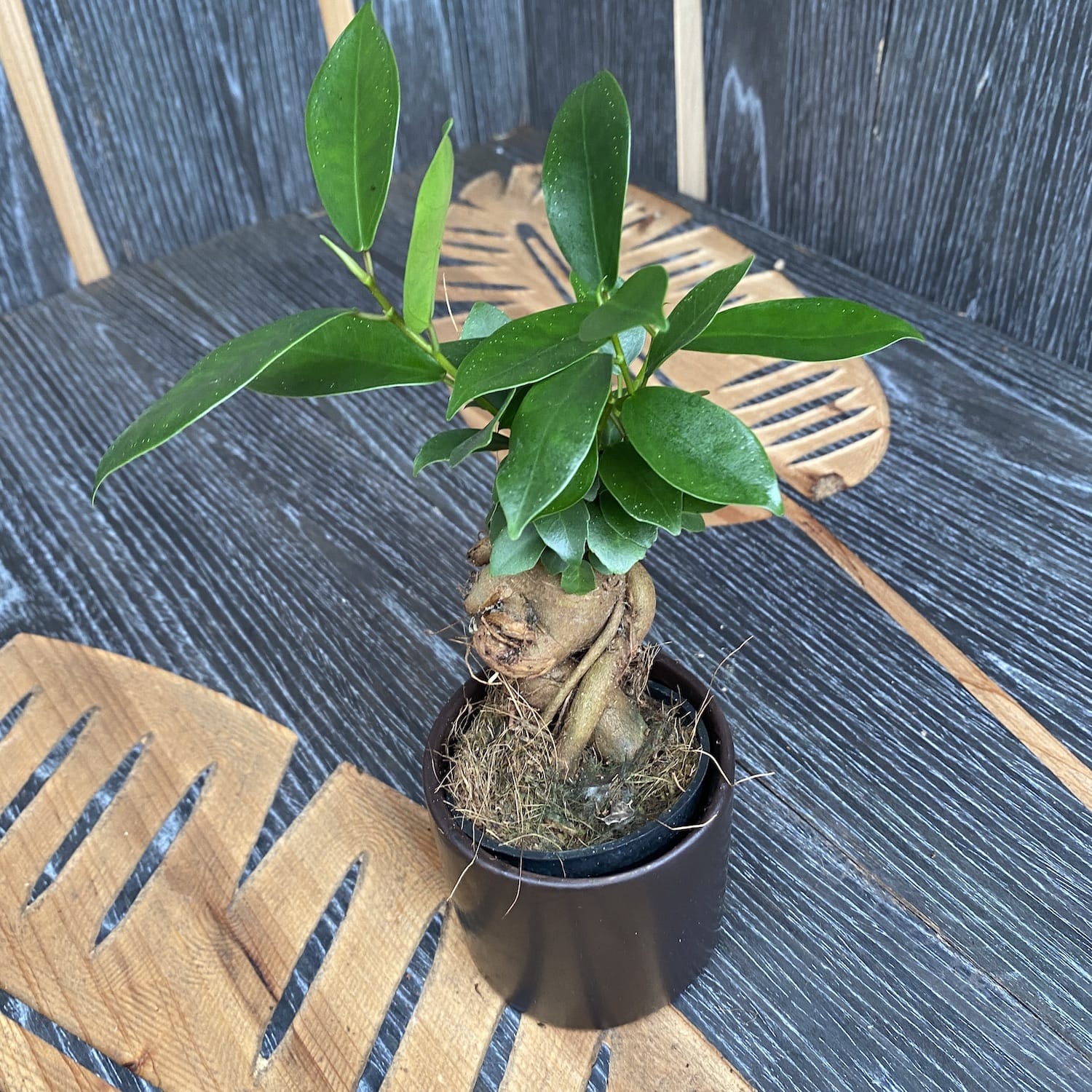 Bonsai - Ficus Microcarpa Ginseng mini