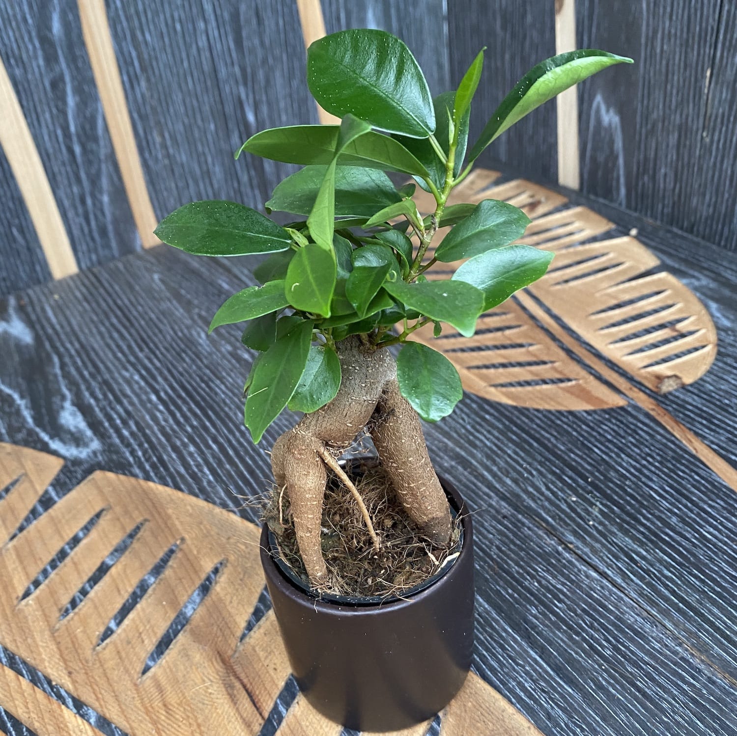 Bonsai - Ficus Microcarpa Ginseng mini