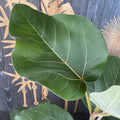Ficus auriculata 'Everest'