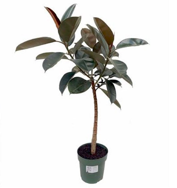 Ficus elastica Burgundy XL