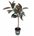 Ficus elastica Burgundy XL