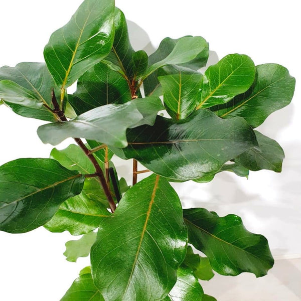 Ficus natalensis 'Lynn'