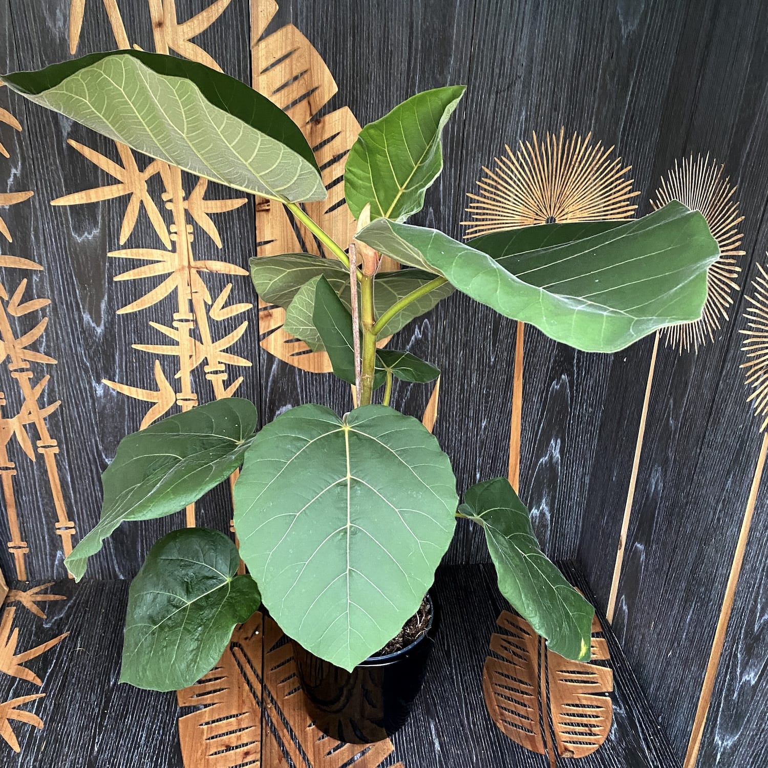 Ficus auriculata 'Everest'