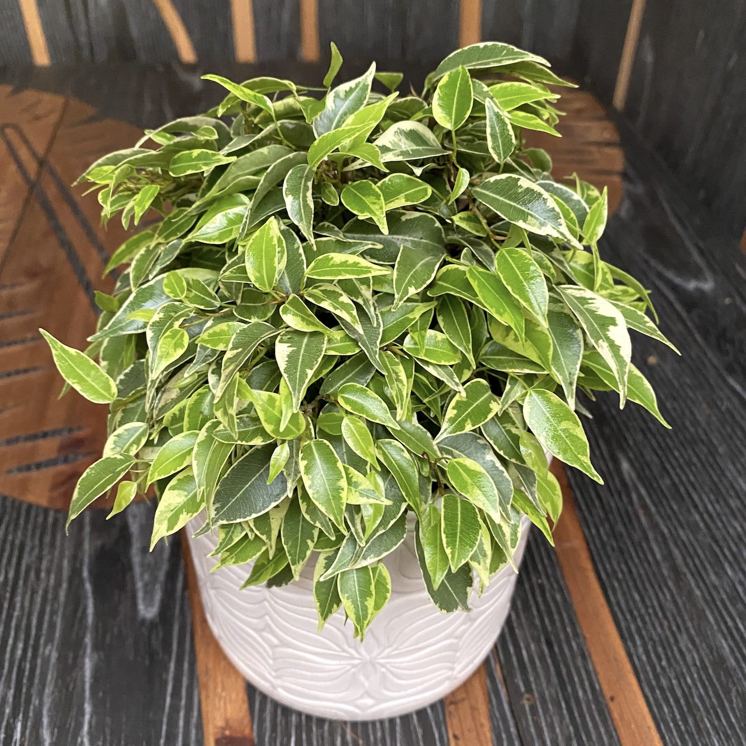 Ficus benjamina 'Lovely'