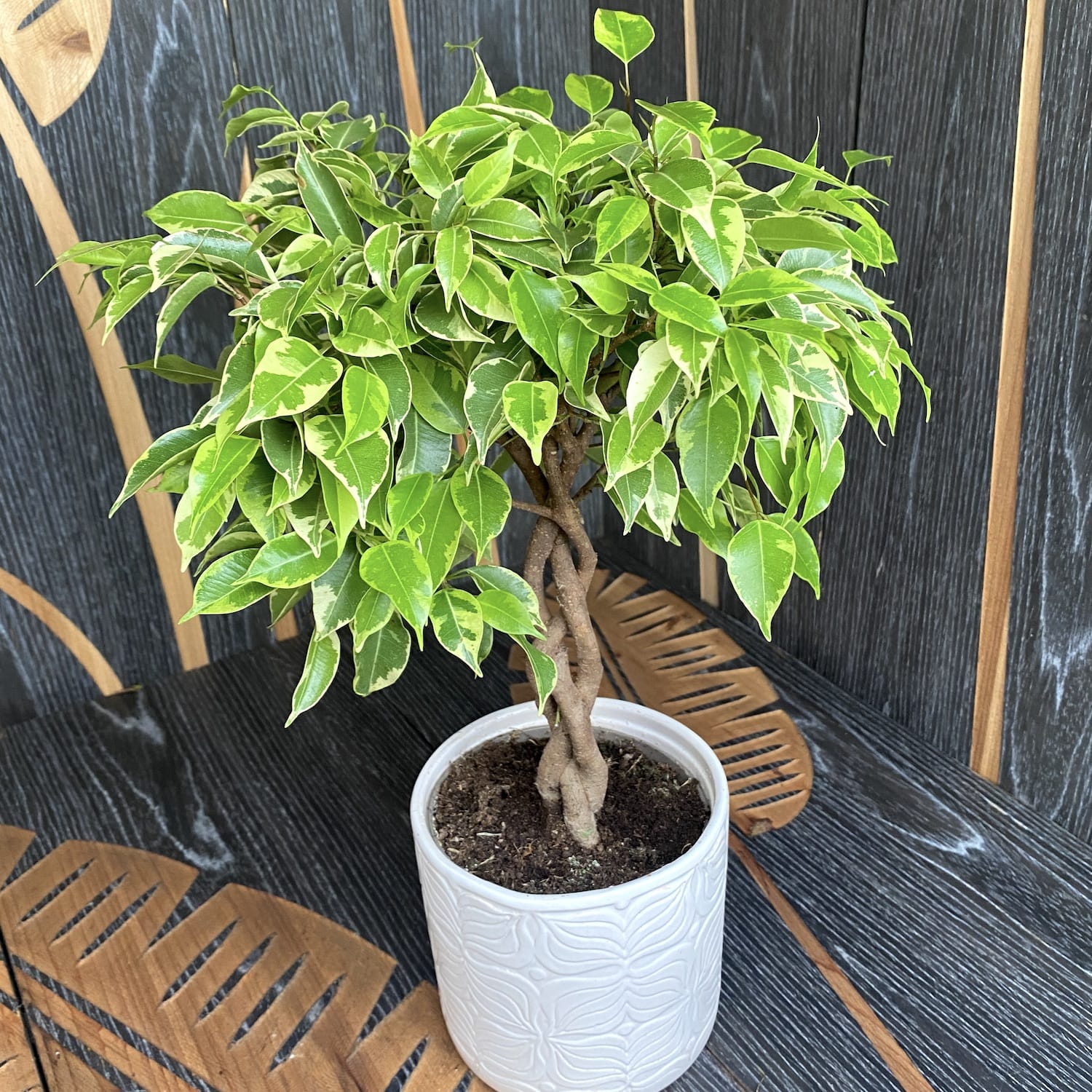 Ficus benjamina 'Bushy King' impletit