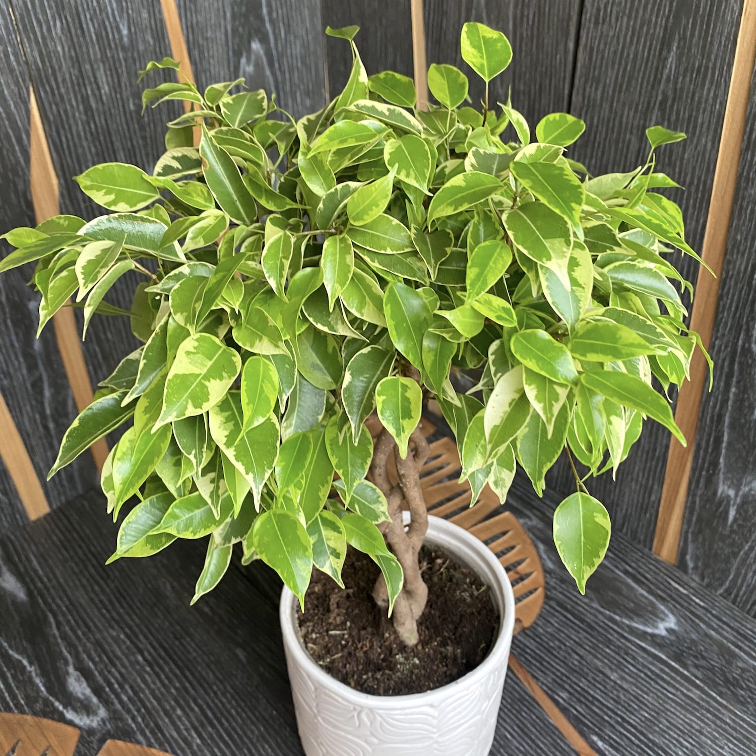 Ficus benjamina 'Bushy King' impletit