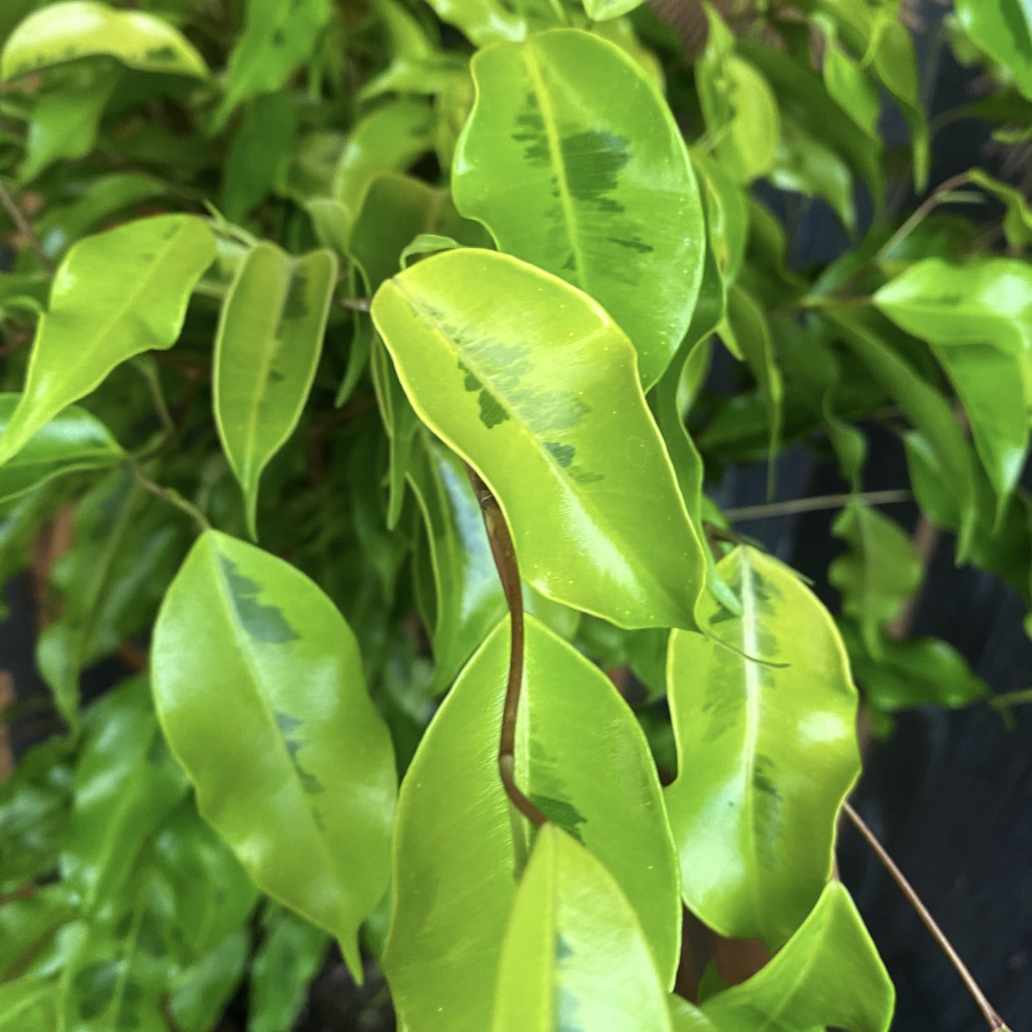 Ficus benjamina 'Golden Monique' - 2 plante/ghiveci