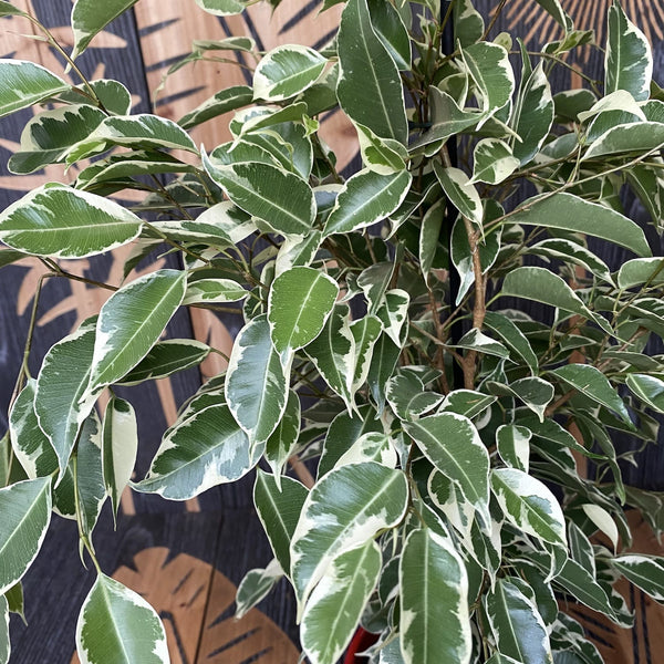 Ficus benjamina twilight - 2-3plante/ghiveci