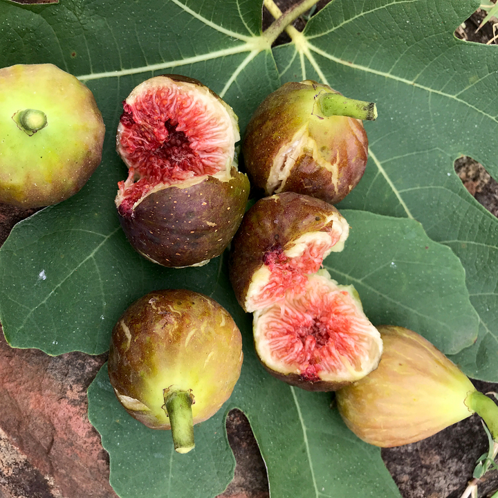 Smochin - Ficus carica 'Brown Turkey'