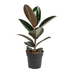 Ficus elastica Abidjan (Burgundy, Black Prince) XL - Planta decorativa cu frunze visinii, ideala pentru interior
