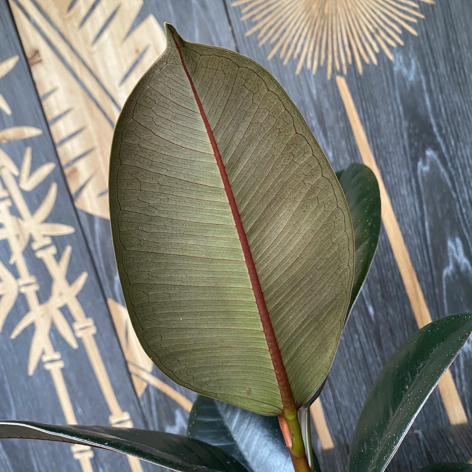 Ficus elastica Abidjan (Burgundy, Black Prince) XL - Planta decorativa cu frunze visinii, ideala pentru interior