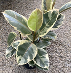 Ficus elastica Tineke (3plante/pot)