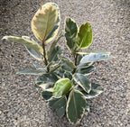 Ficus elastica Tineke (3plante/pot)