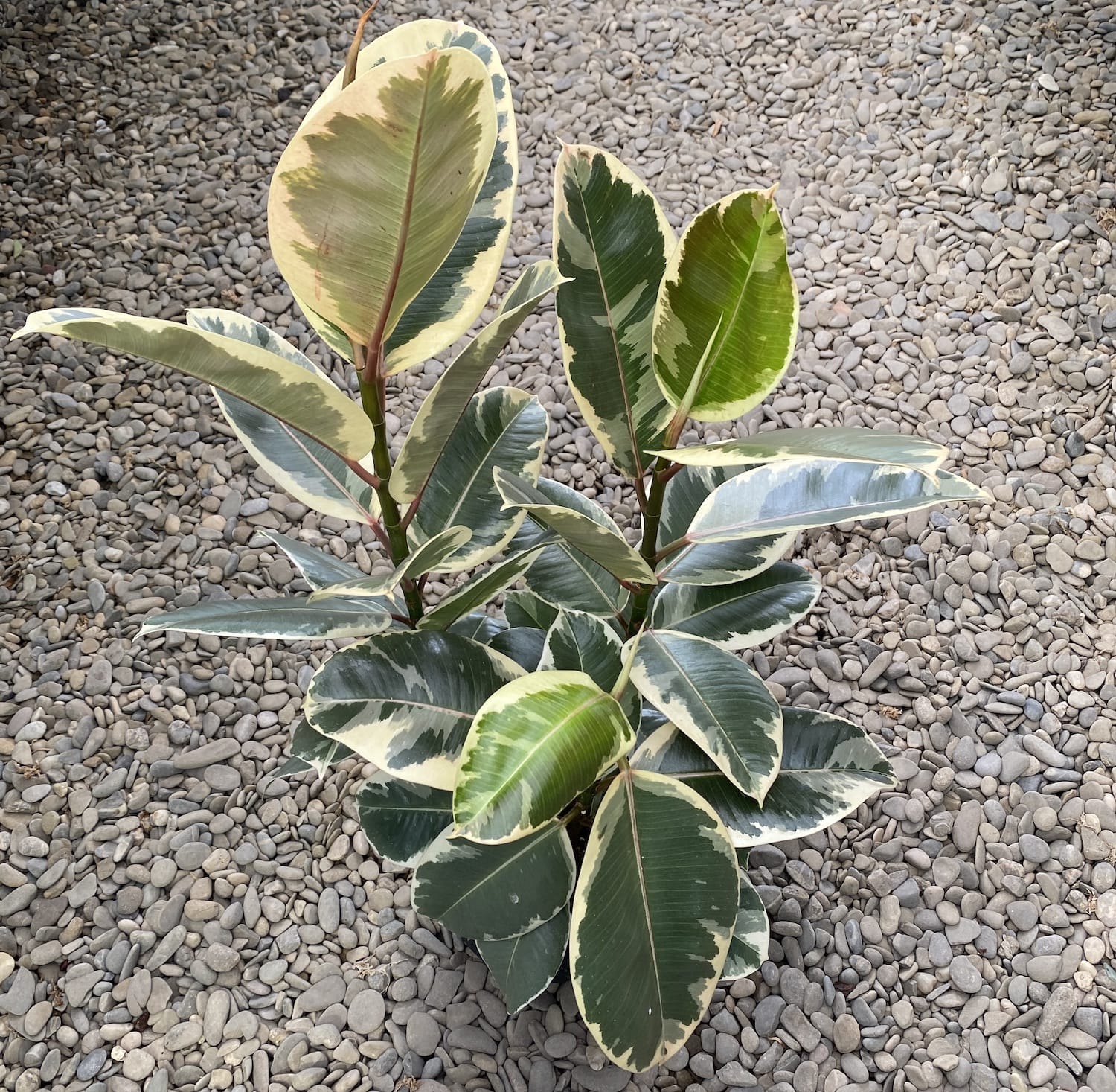 Ficus elastica Tineke (3plante/pot)