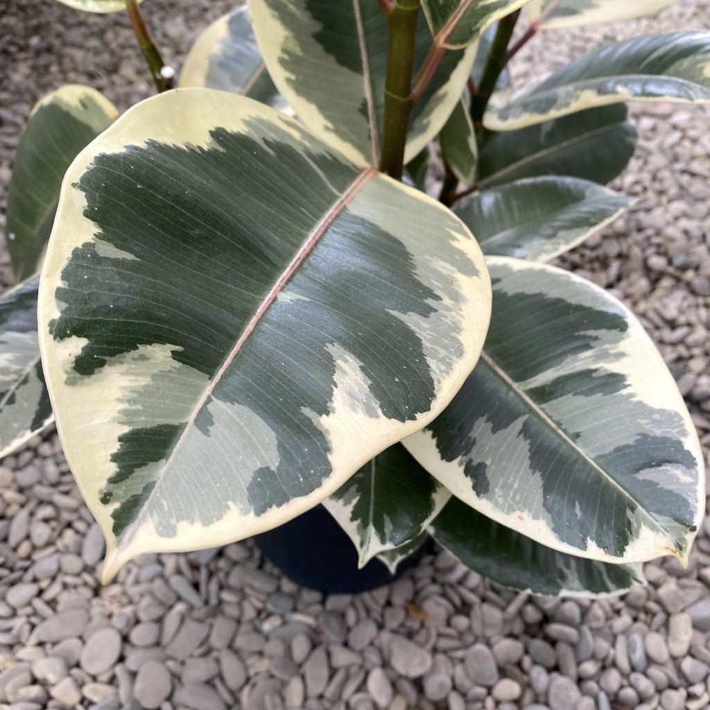 Ficus elastica Tineke (3plante/pot)