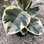 Ficus elastica Tineke (3plante/pot)