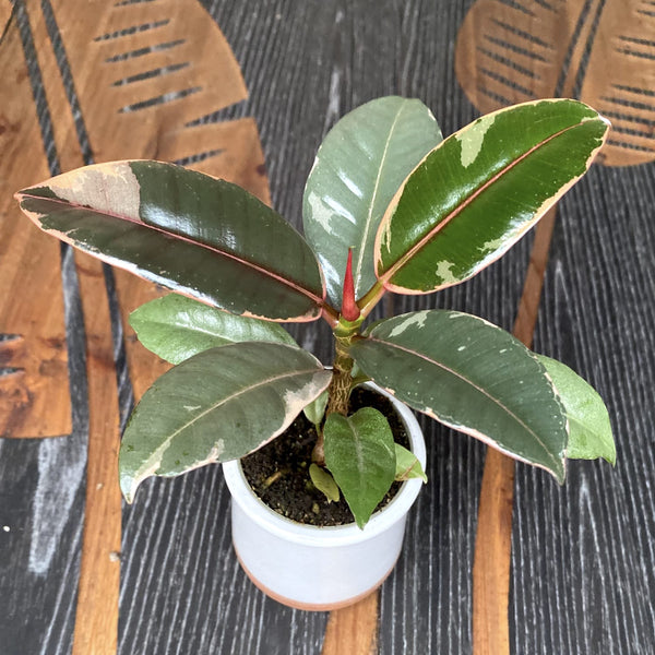 Ficus elastica 'Belize' (Ruby)* babyplant