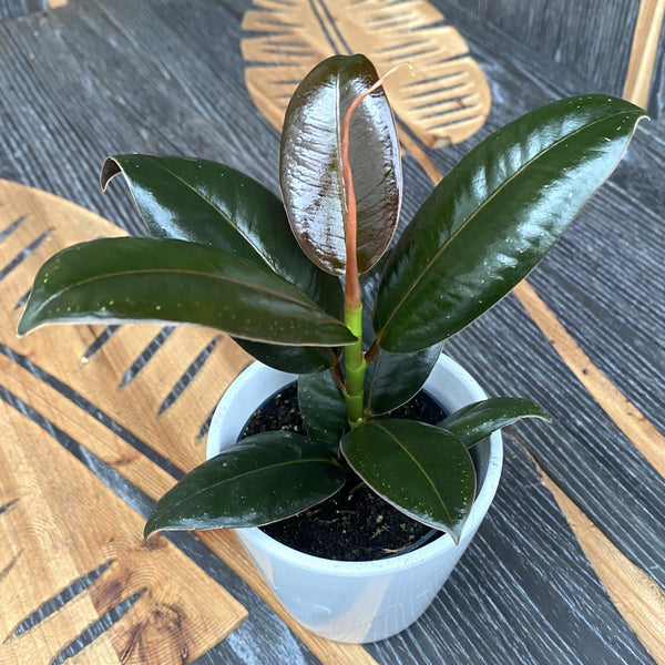 Ficus elastica 'Melany' (Babypflanze)