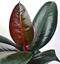 Ficus elastica Abidjan (Burgundy, Black Prince) XL - Planta decorativa cu frunze visinii, ideala pentru interior