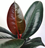 Ficus elastica Abidjan (Burgundy, Black Prince) XL - Planta decorativa cu frunze visinii, ideala pentru interior