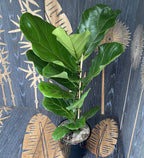 Ficus lyrata (líra füge) D21