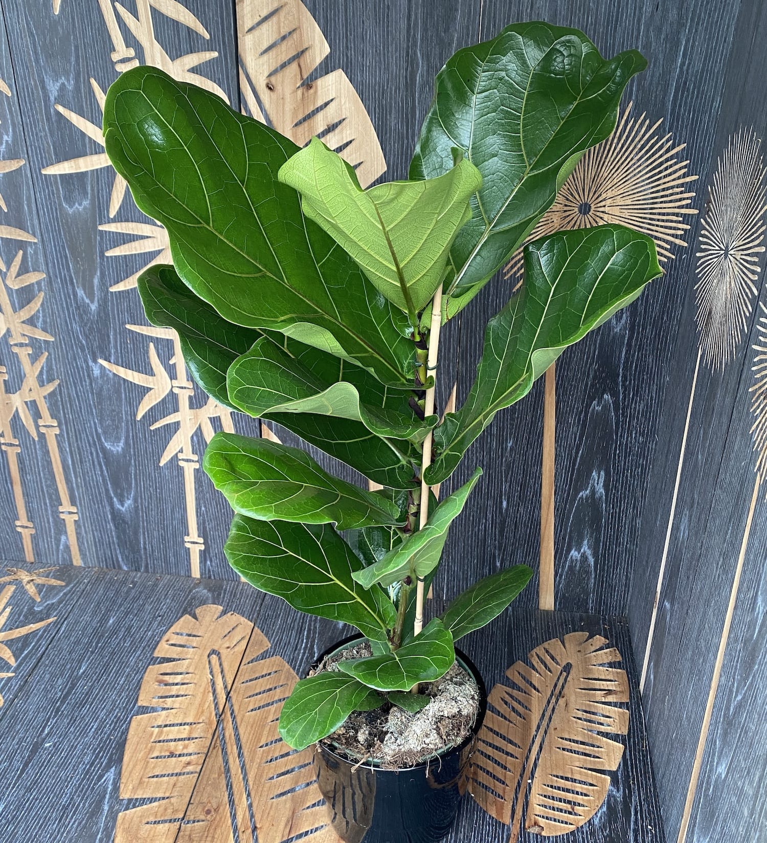 Ficus lyrata (smochin lira) D21
