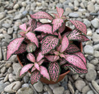 Fittonia Mosaic 'Pink Forest Flame', planta mozaic
