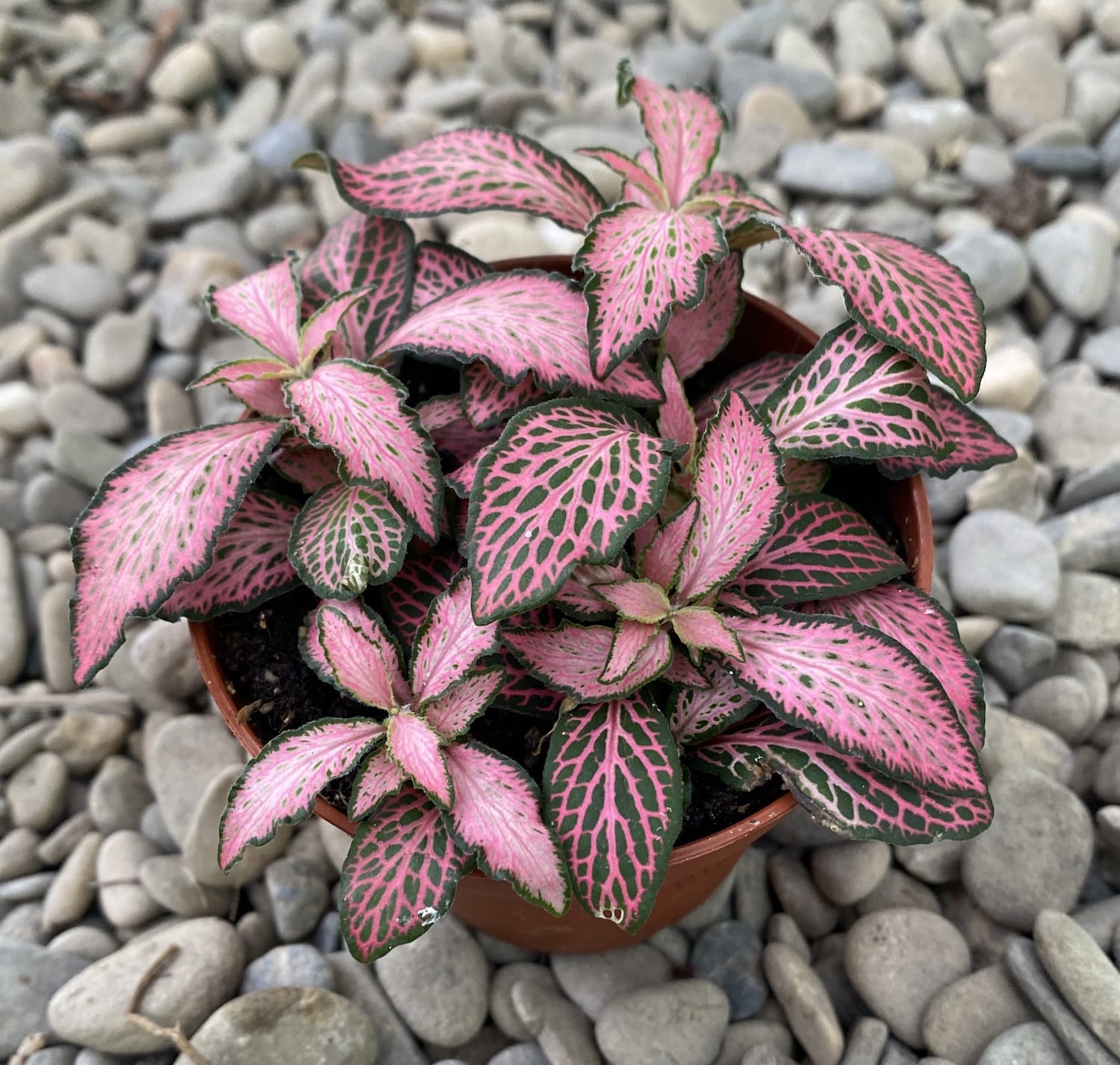 Fittonia Mosaic 'Pink Forest Flame', planta mozaic