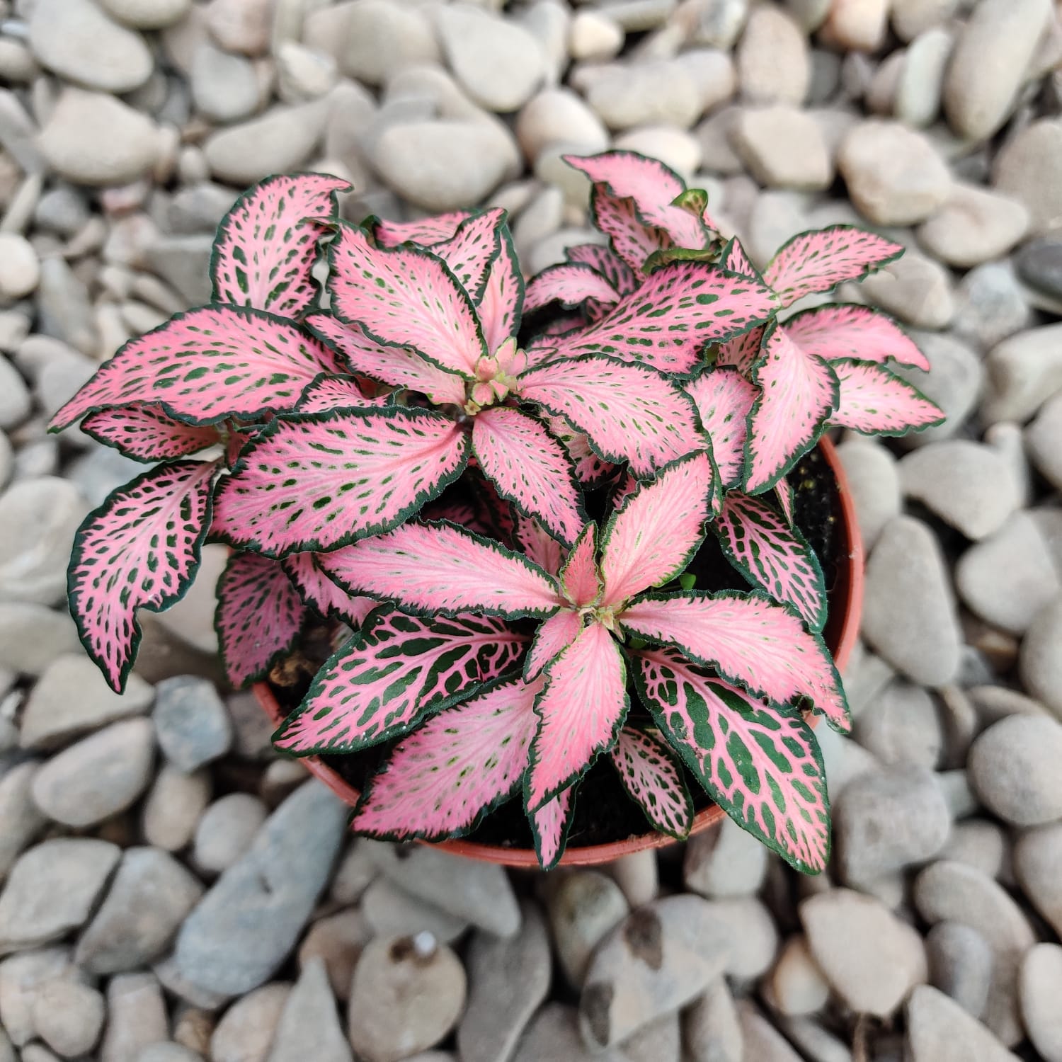 Fittonia Mosaic 'Pink Forest Flame', planta mozaic