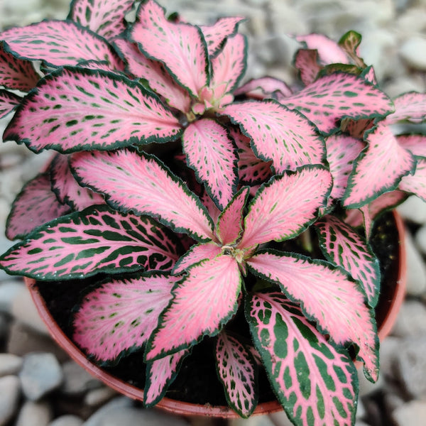 Fittonia Mosaic 'Pink Forest Flame', planta mozaic