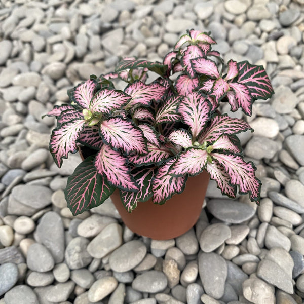 Fittonia Mosaic Pink Tiger, Mosaikpflanze