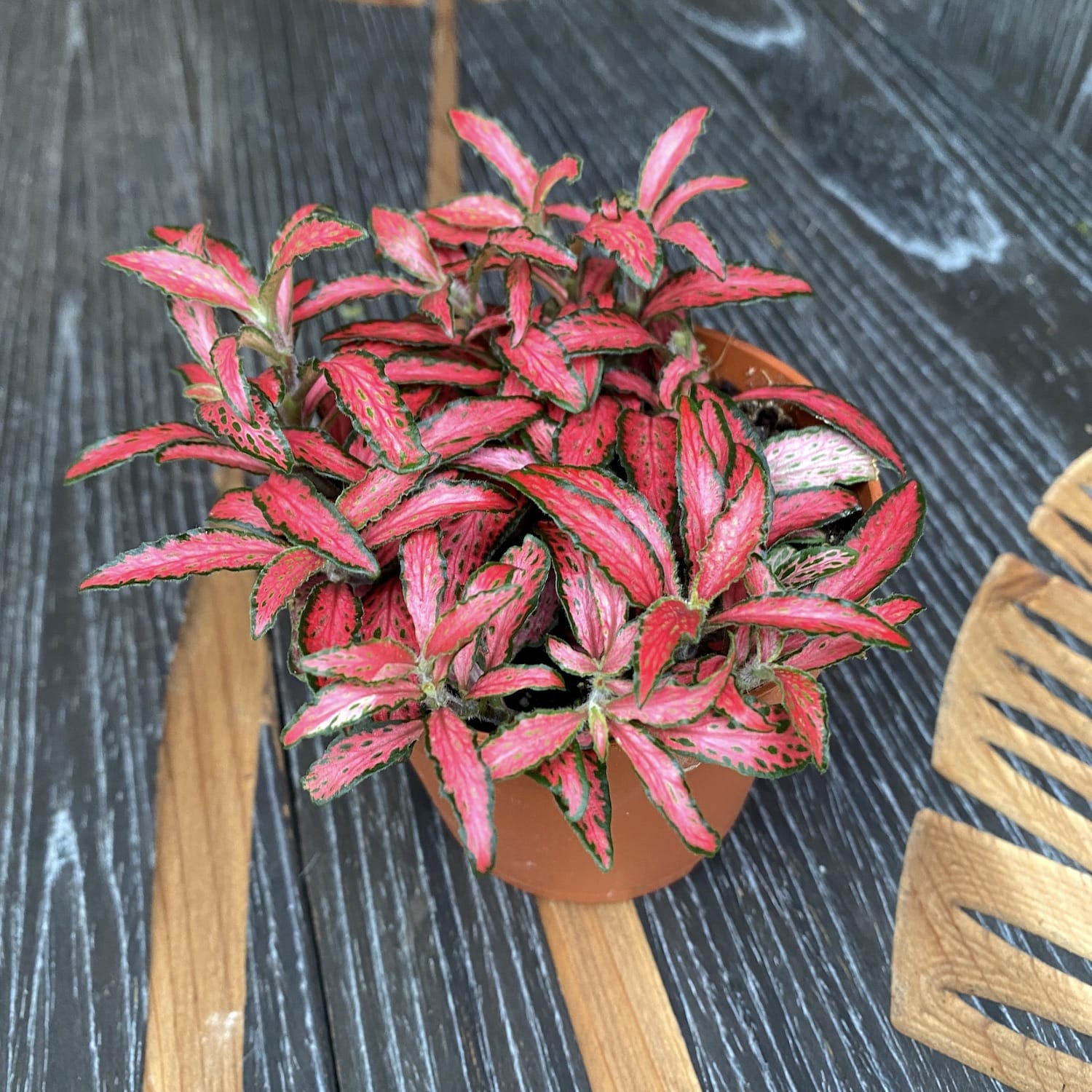 Fittonia Mosaic 'Forest Flame', planta mozaic
