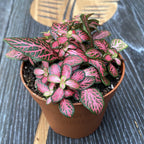 Fittonia Pink Diamond, planta mozaic