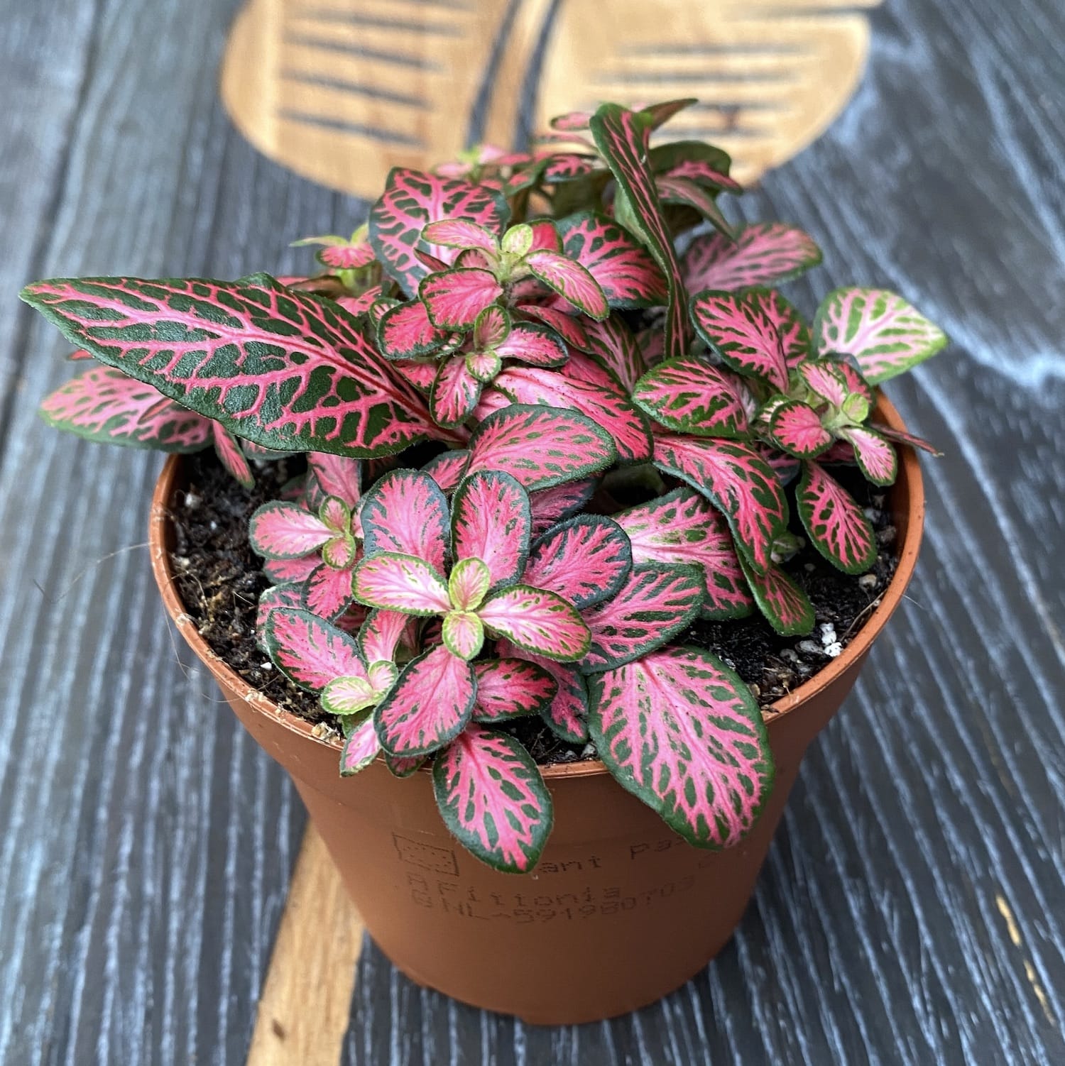 Fittonia Pink Diamond, planta mozaic