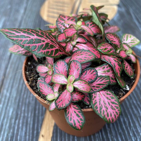 Fittonia Pink Diamond, mosaic plant