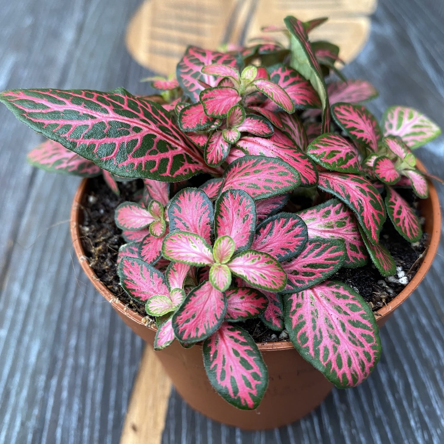 Fittonia Pink Diamond, planta mozaic