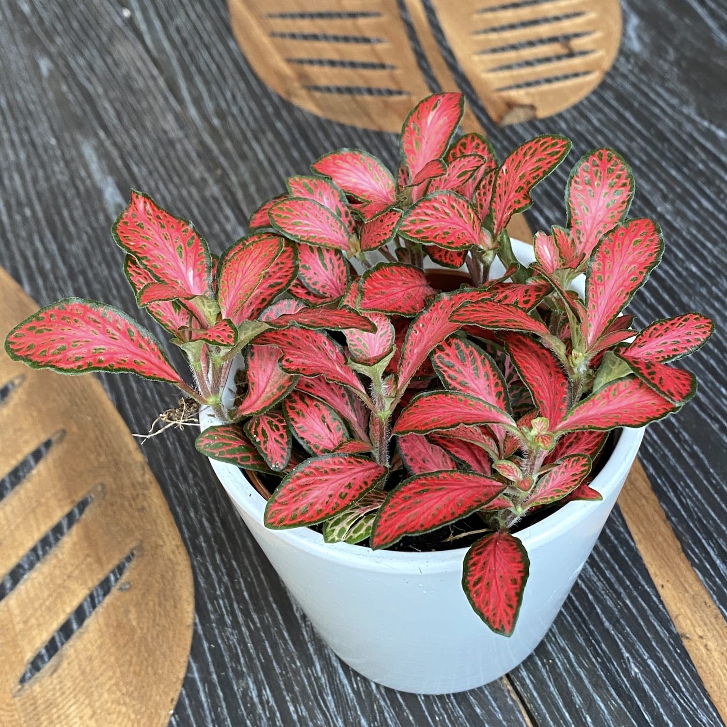 Fittonia 'Josan', planta mozaic