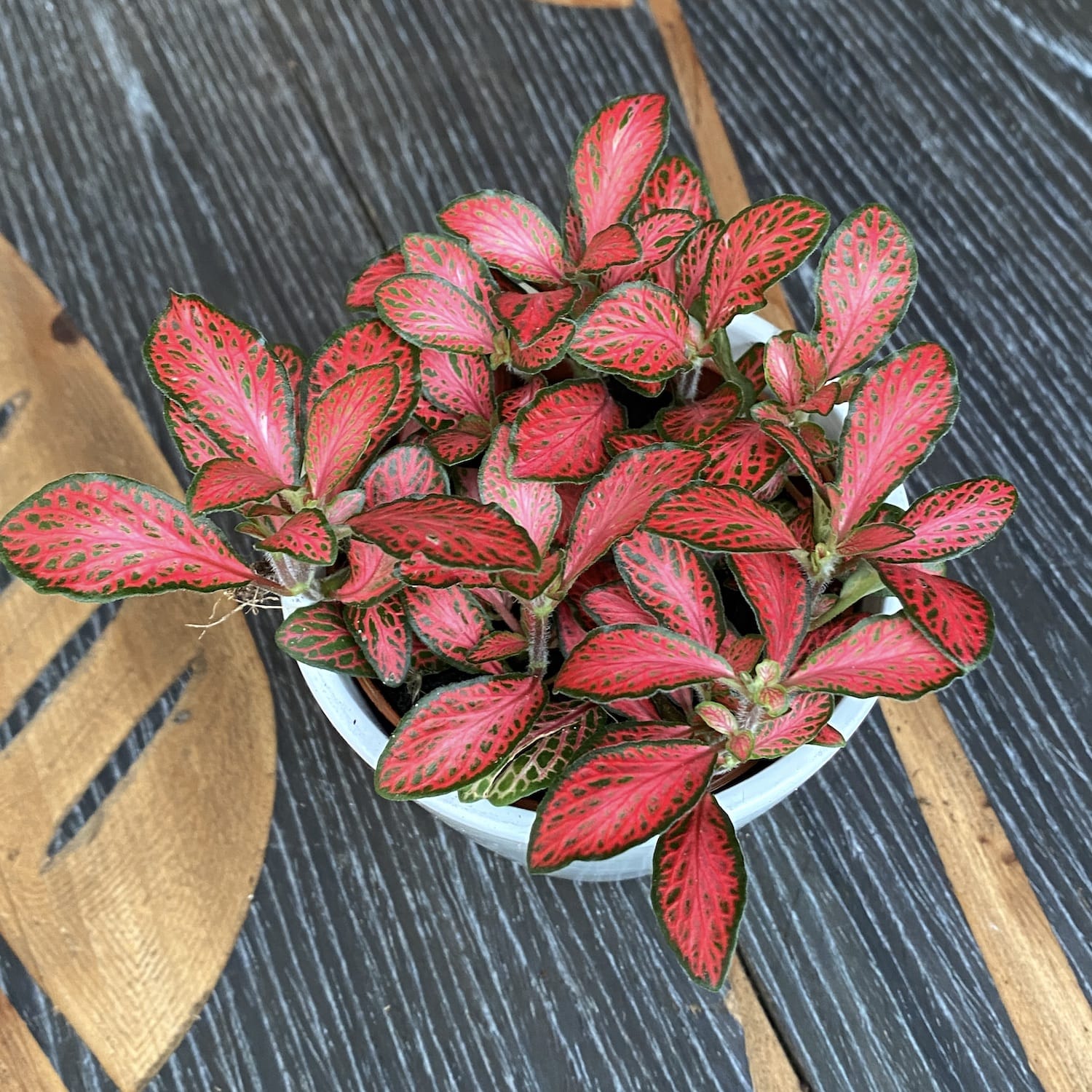 Fittonia 'Josan', planta mozaic