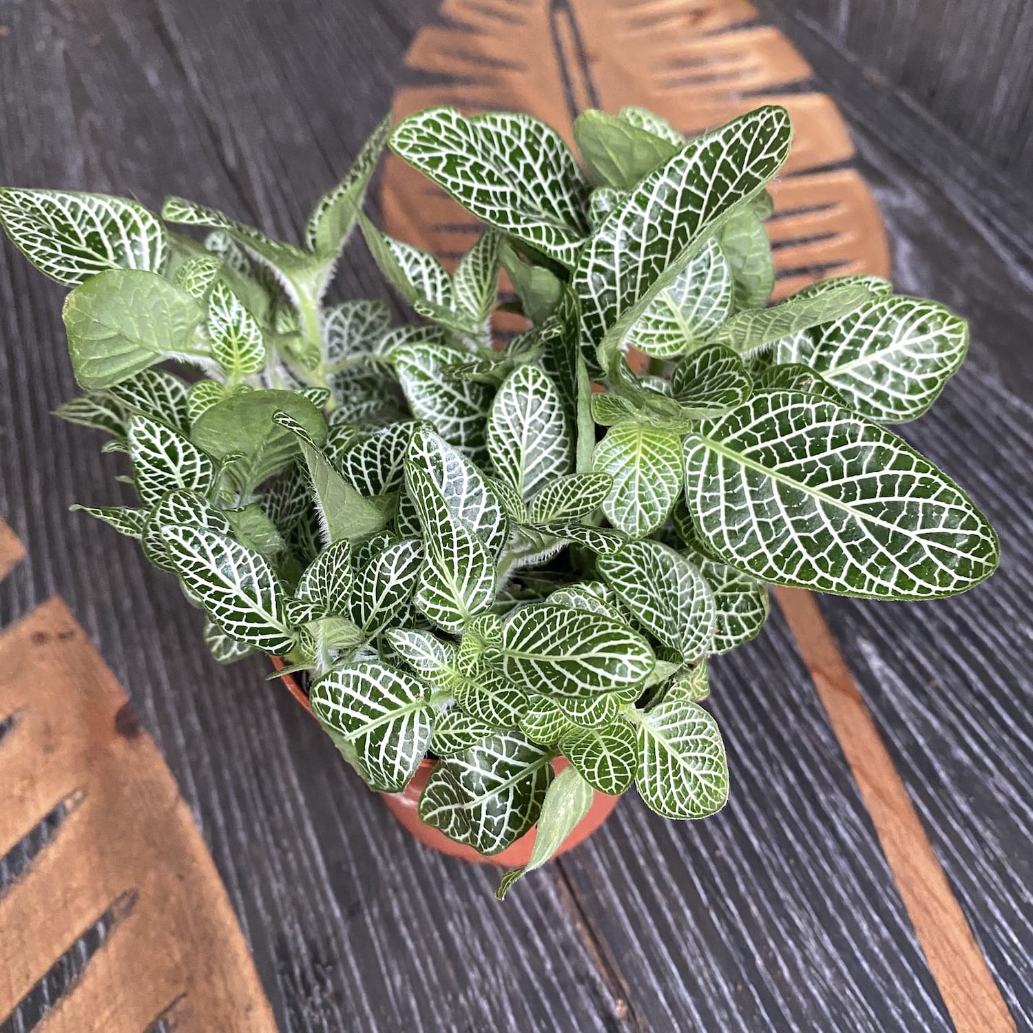 Fittonia 'Springtime', planta mozaic
